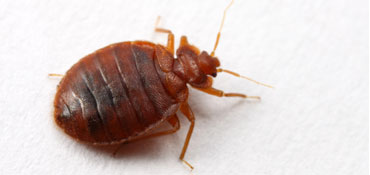 Bed Bugs Control Service