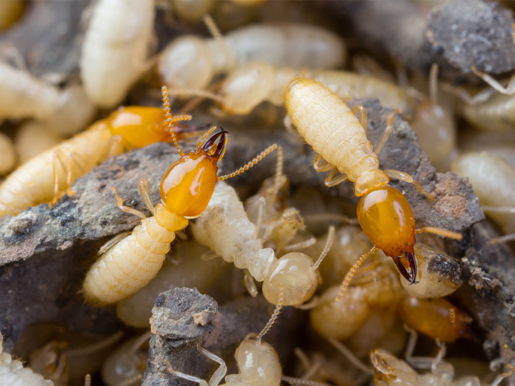 Post Termite Control Service