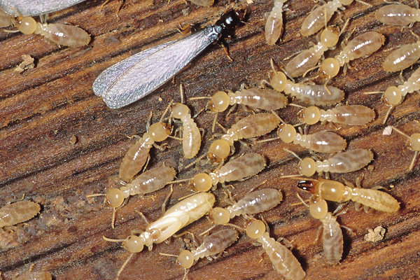 Pre Termite Control Service