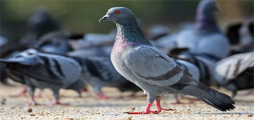 Pigeon Management