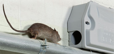 Rodent Pest Control Service